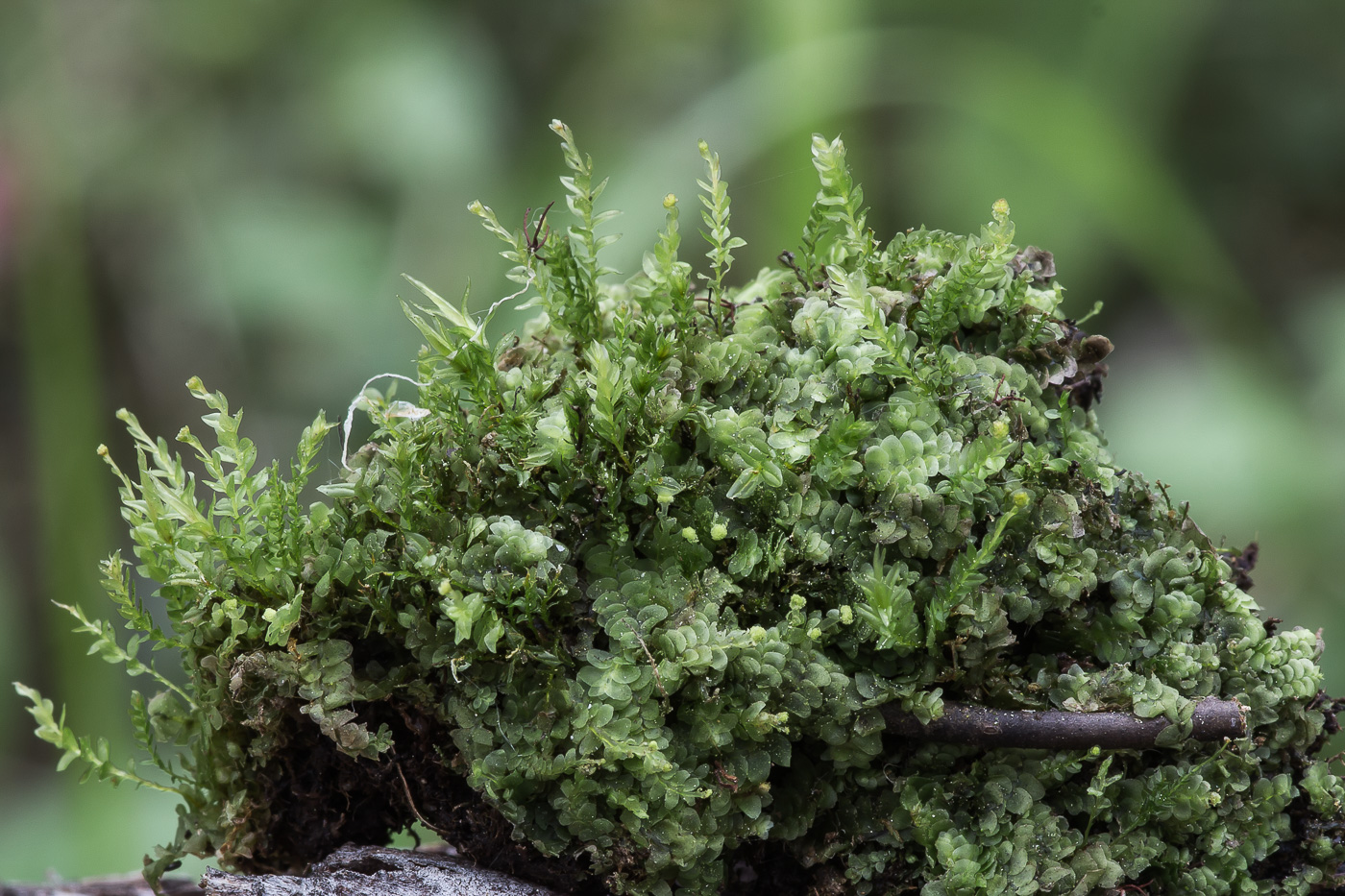 Изображение особи Calypogeia integristipula.