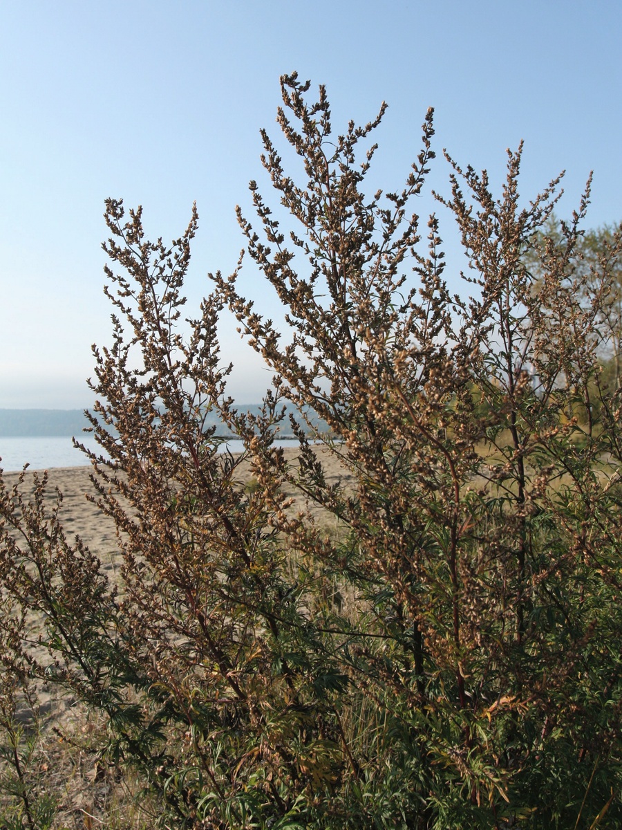 Image of Artemisia vulgaris specimen.