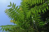Ailanthus altissima. Побег. Краснодарский край, г. Сочи, Лазаревский р-н, окр. пос. Головинка, обочина дороги. 15.07.2020.
