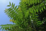 Ailanthus altissima