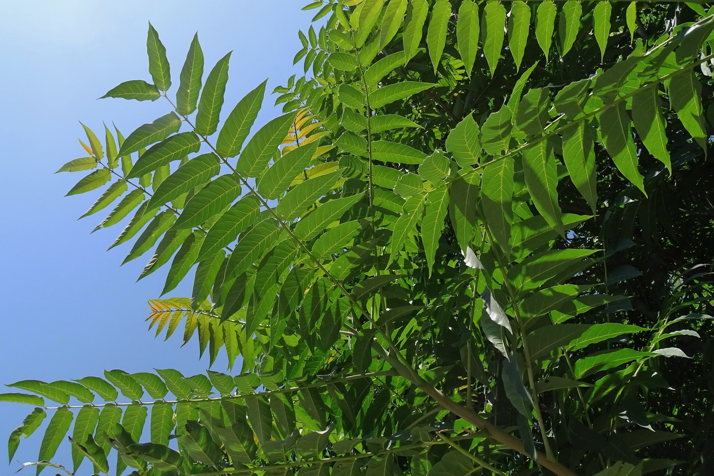 Image of Ailanthus altissima specimen.