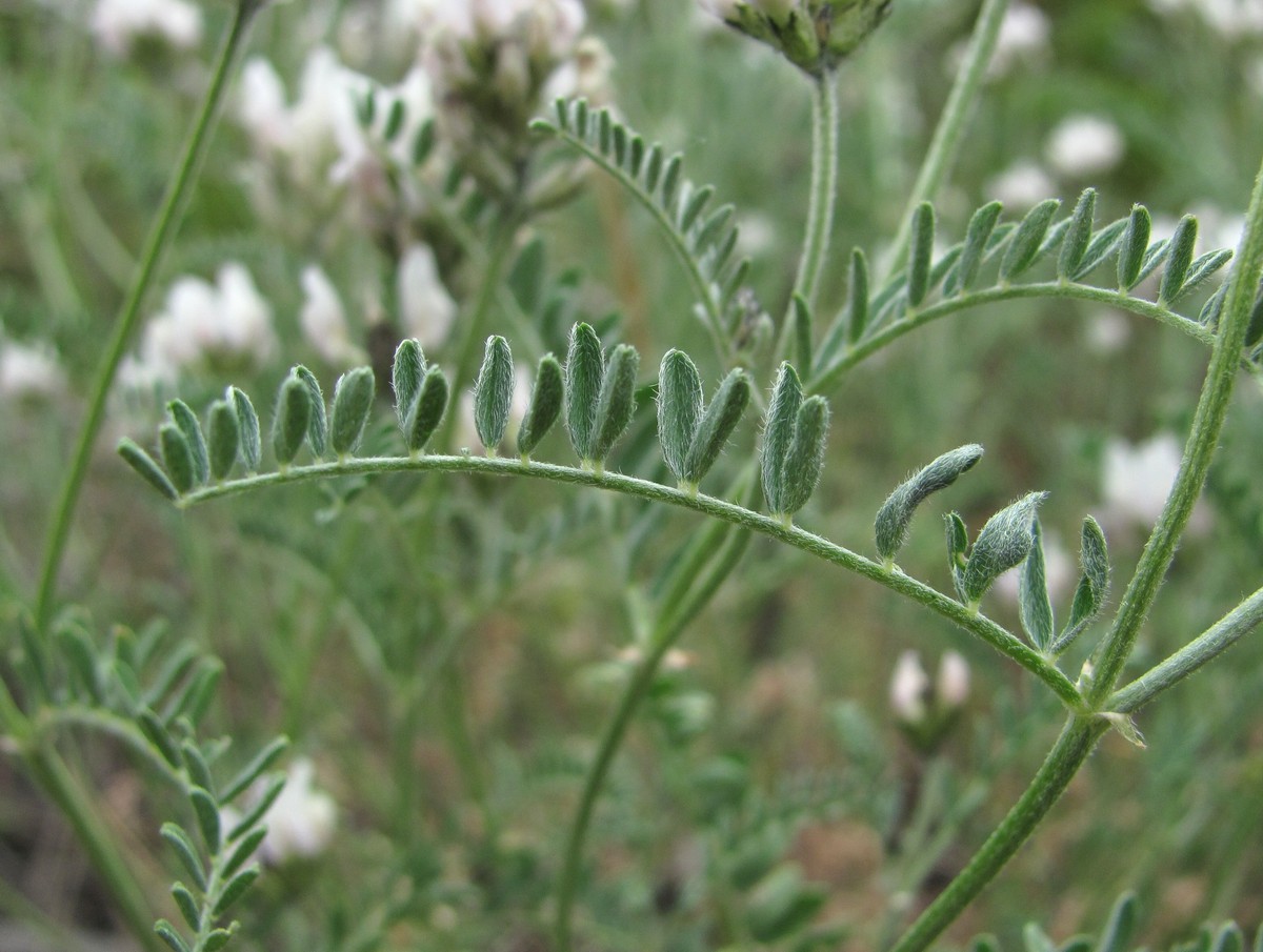 Изображение особи род Astragalus.