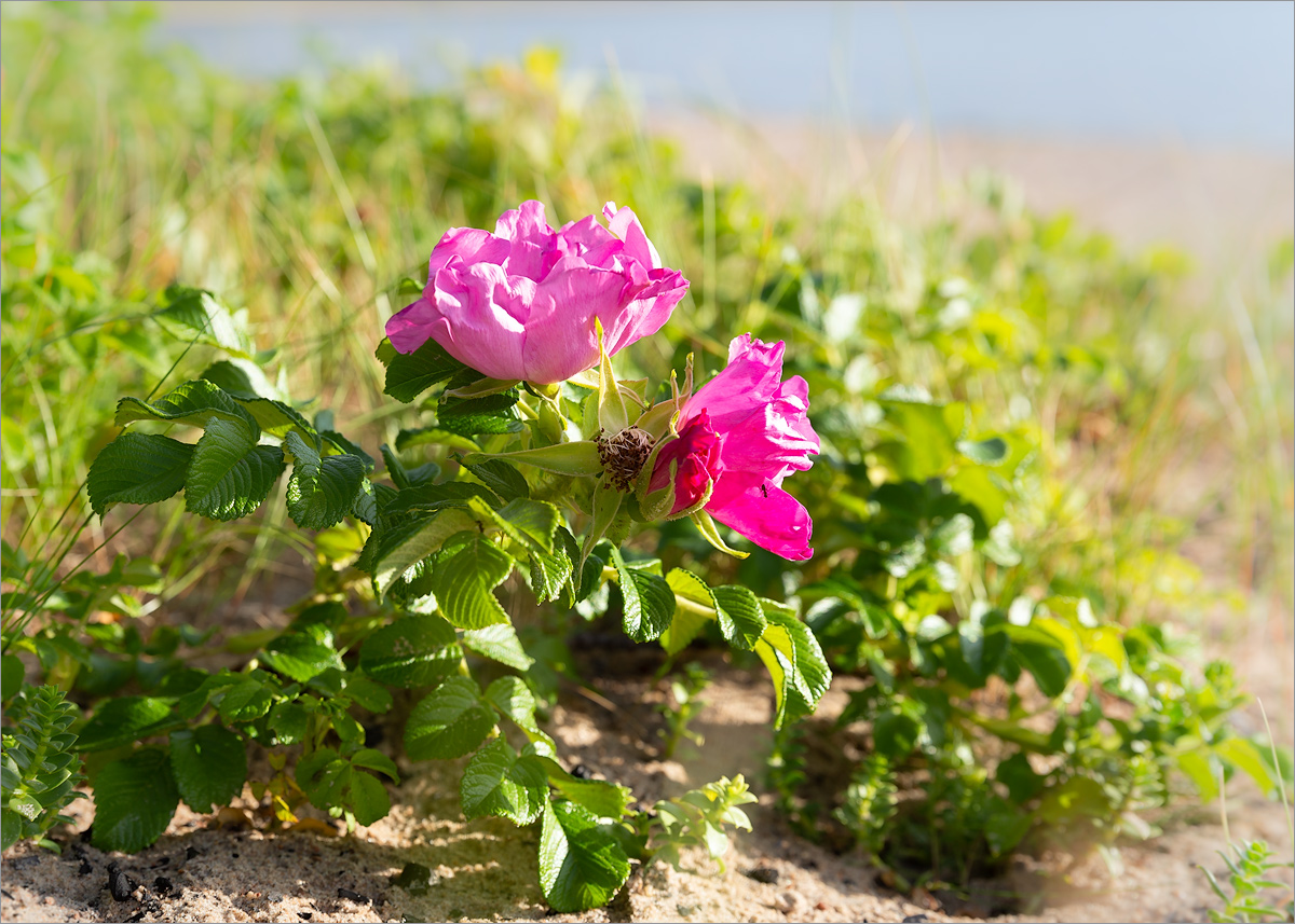 Image of Rosa rugosa specimen.