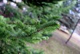 Abies gracilis. Веточка со смолистыми почками. Санкт-Петербург, Петроградский р-н, Ботанический сад им. Петра Великого, в культуре. 03.04.2021.