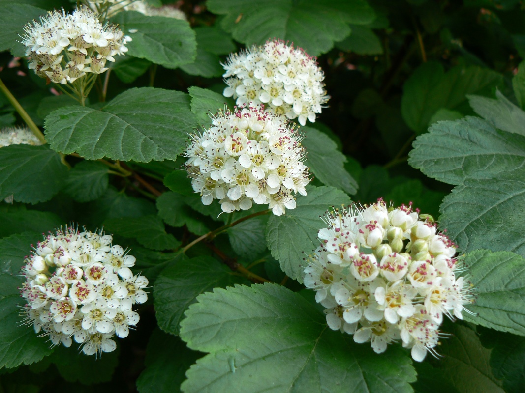 Image of Physocarpus opulifolius specimen.