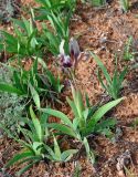 Iris scariosa. Цветущее растение. Калмыкия, Яшкульский р-н, окр. пос. Утта, степь. 18.04.2021.