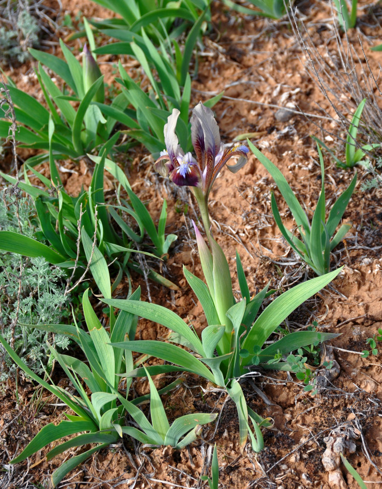 Image of Iris scariosa specimen.