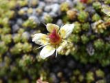 Saxifraga bryoides