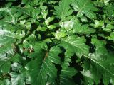 Acanthus mollis