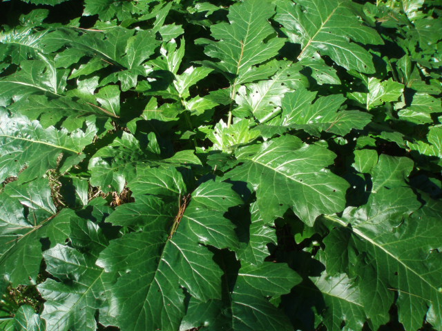 Image of Acanthus mollis specimen.