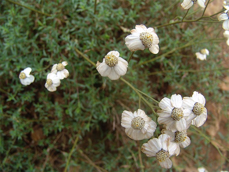 Image of Achillea ptarmicifolia specimen.