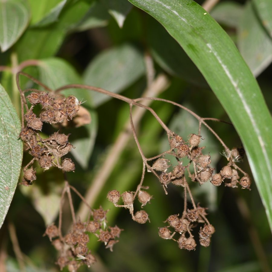 Изображение особи семейство Melastomataceae.