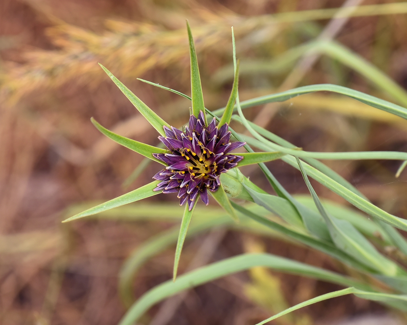 Image of Tragopogon porrifolius ssp. longirostris specimen.