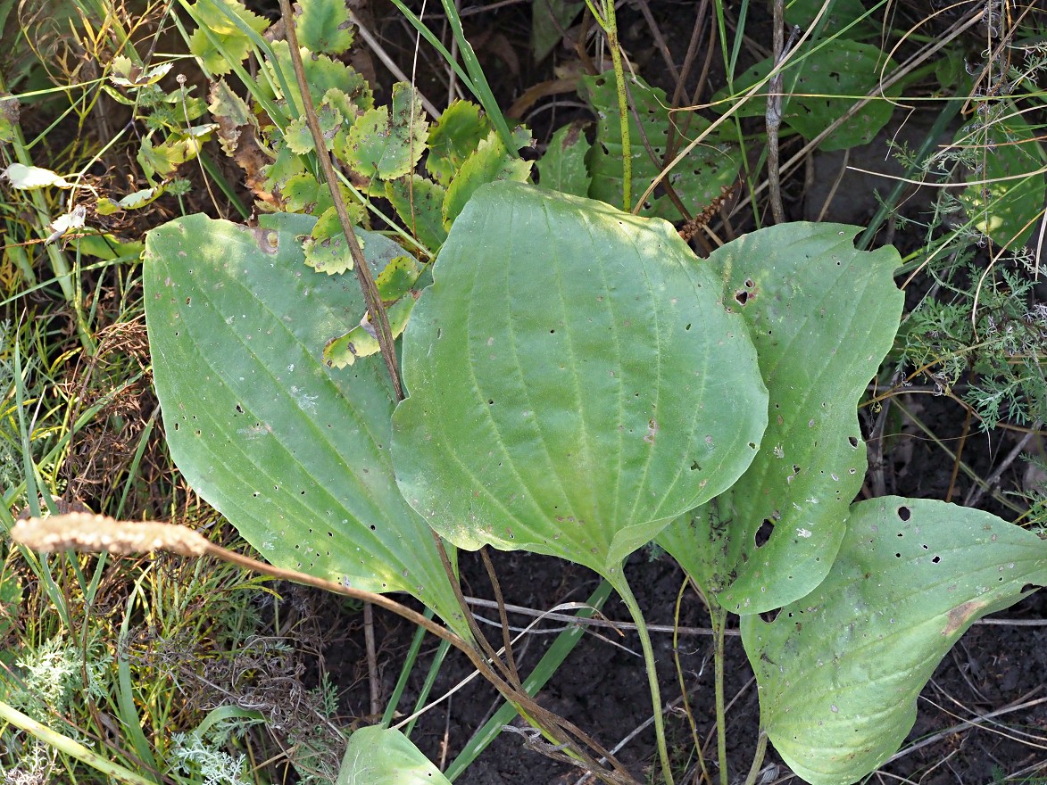 Image of Plantago maxima specimen.