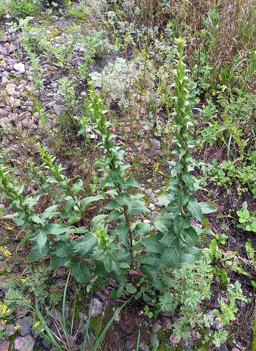 Изображение особи Oenothera paradoxa.