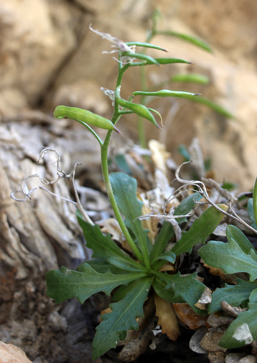 Image of Parrya pulvinata specimen.