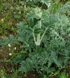 Phlomoides laciniata. Вегетирующее растение (Eremostachys iberica Vis.). Азербайджан, Гобустанский заповедник. 10.04.2010.