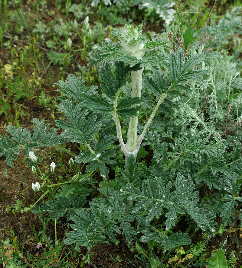 Image of Phlomoides laciniata specimen.