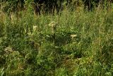 Angelica sylvestris