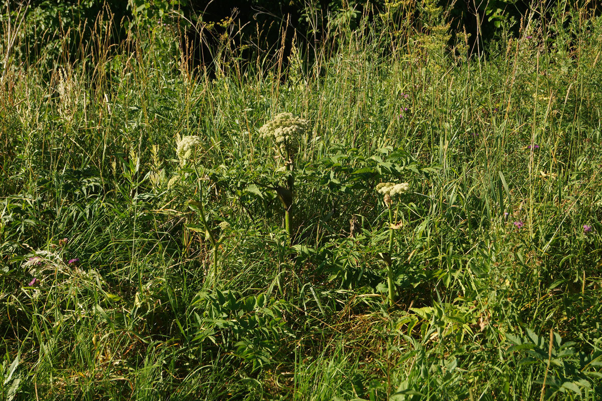 Image of Angelica sylvestris specimen.