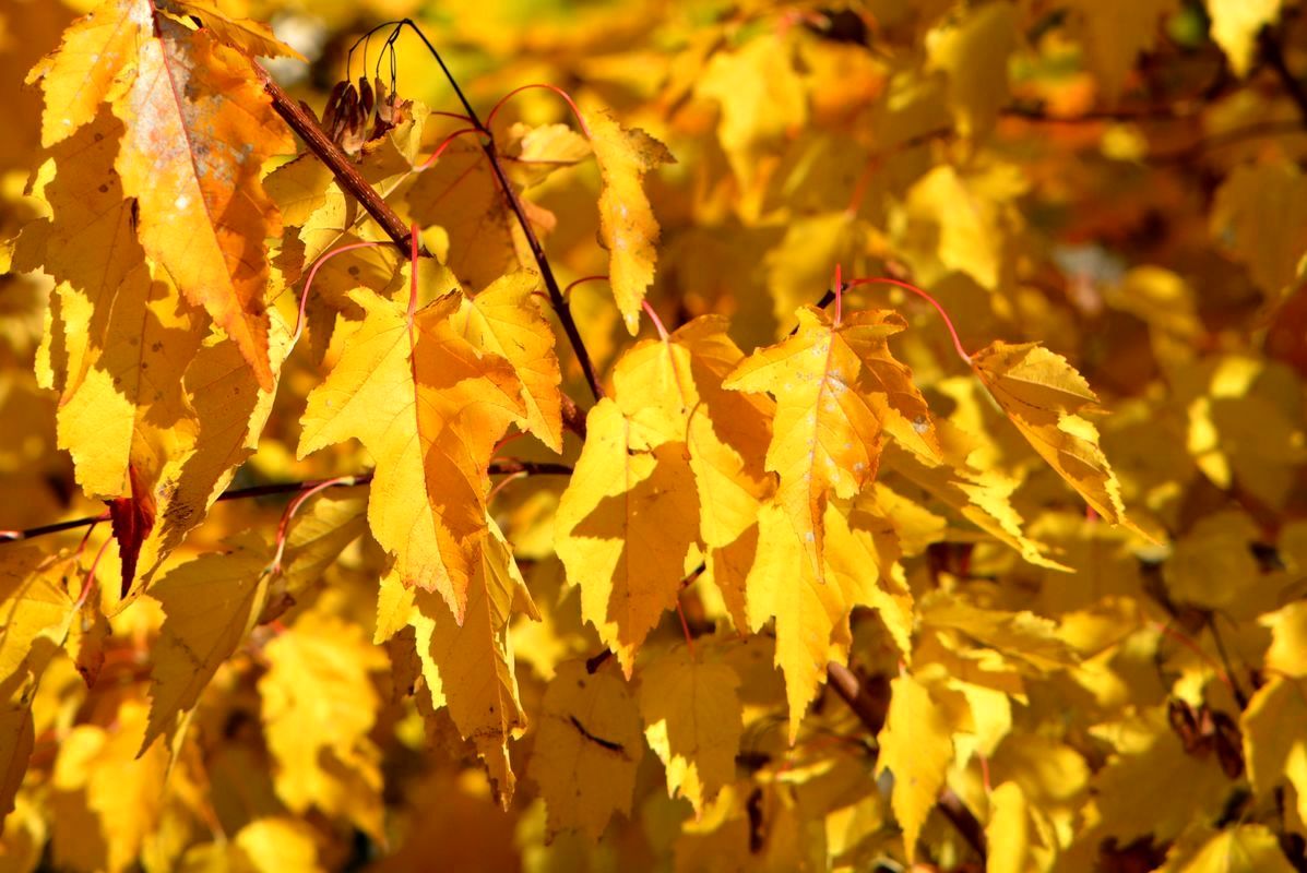 Image of Acer ginnala specimen.