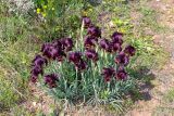 Iris atropurpurea