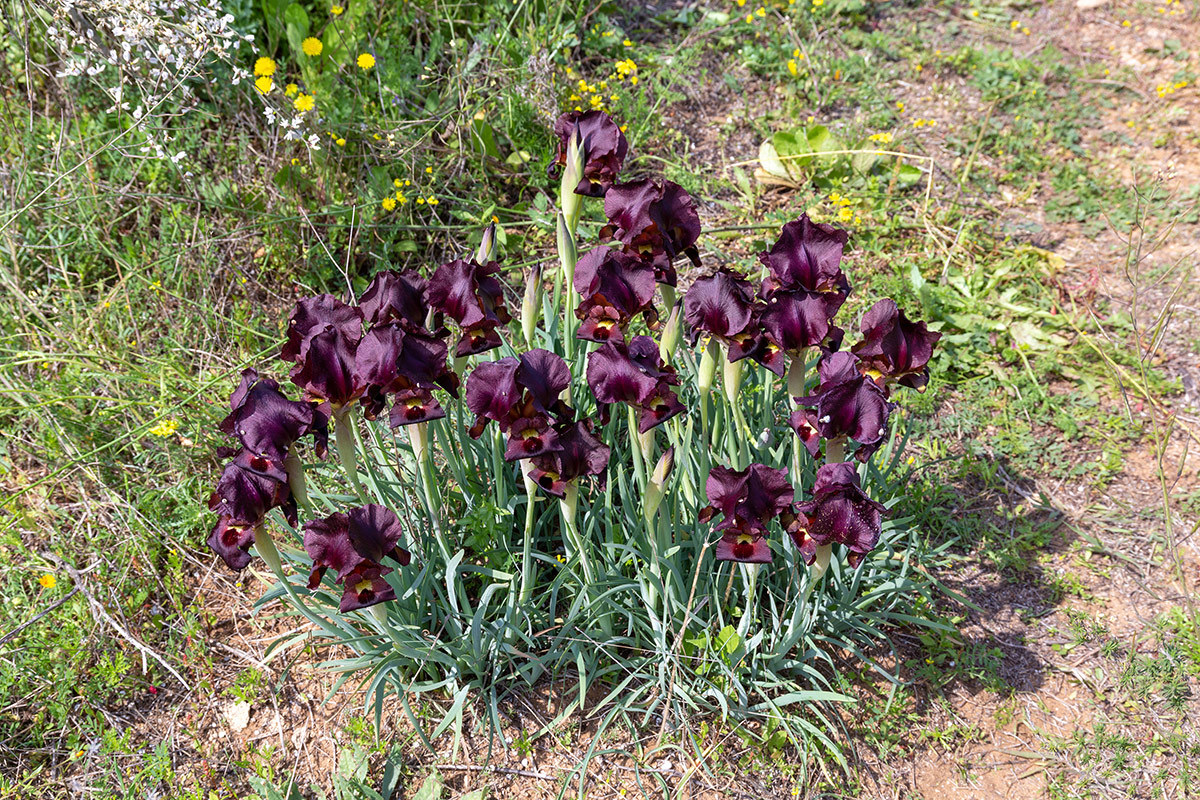 Image of Iris atropurpurea specimen.