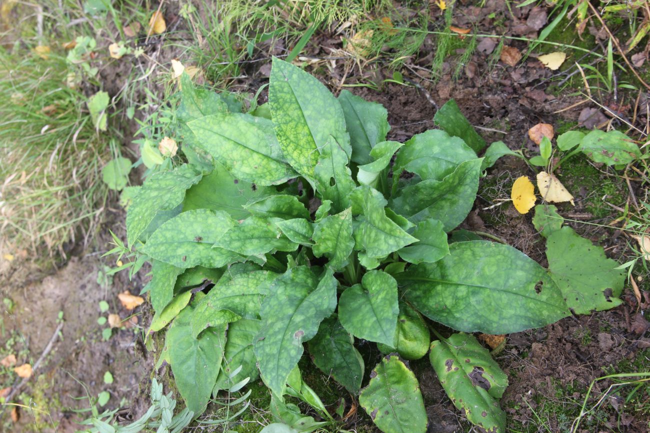 Image of Pulmonaria obscura specimen.