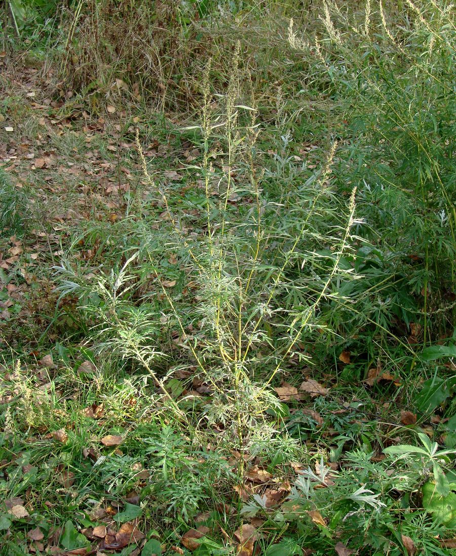 Изображение особи Artemisia vulgaris.