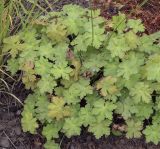 Geranium macrorrhizum