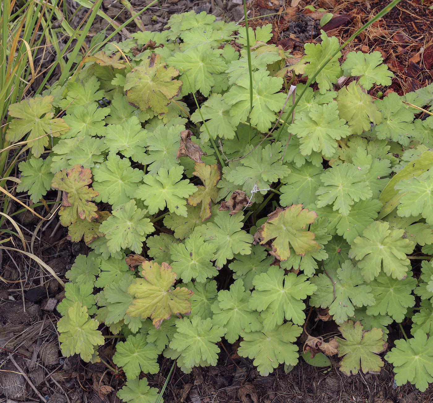 Изображение особи Geranium macrorrhizum.