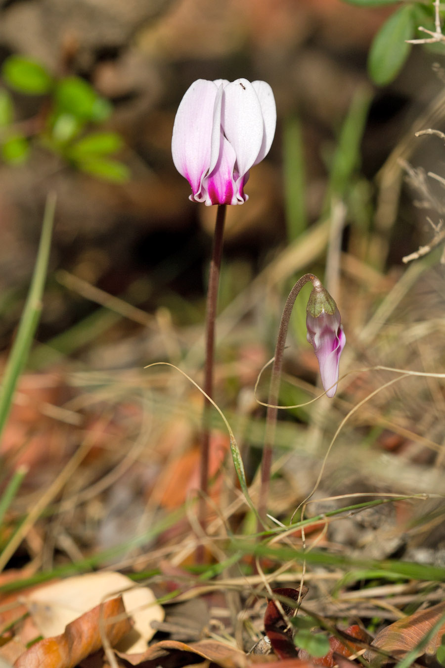 Image of Cyclamen hederifolium ssp. confusum specimen.