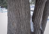 Thuja occidentalis. Части стволов. Москва, ВДНХ, в культуре. 05.01.2022.