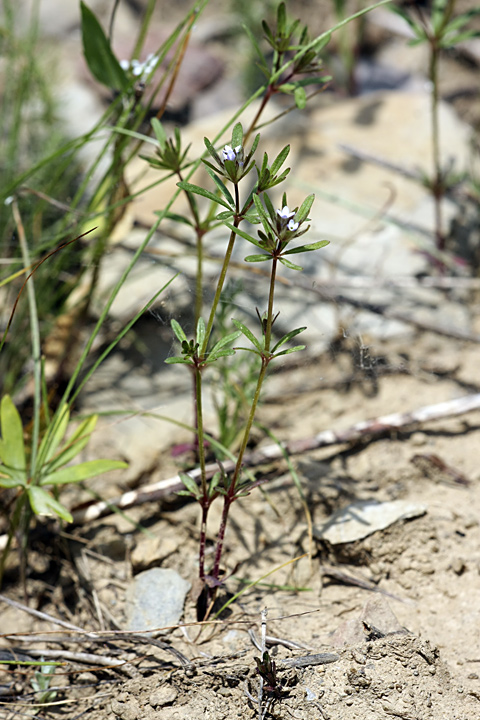 Изображение особи Asperula setosa.