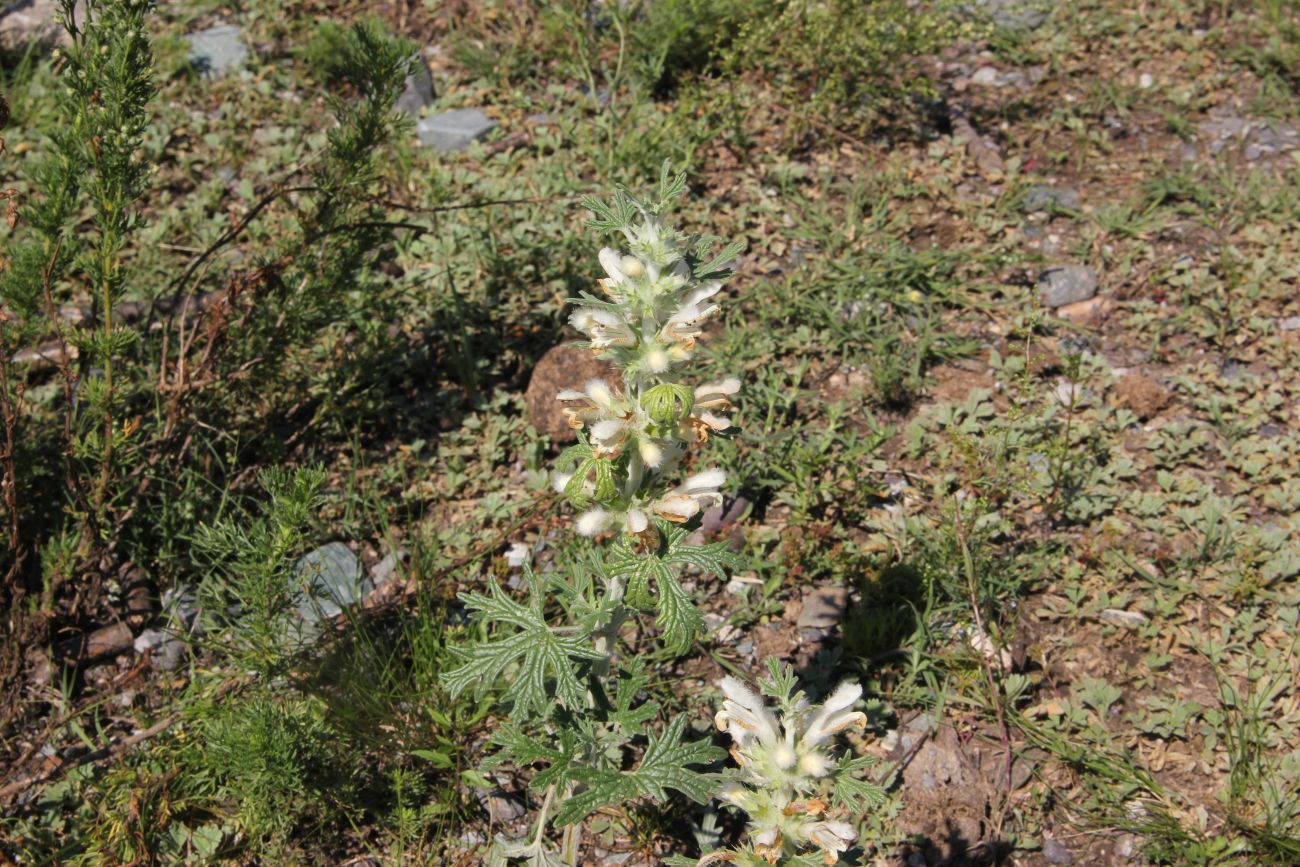 Image of Panzerina lanata specimen.