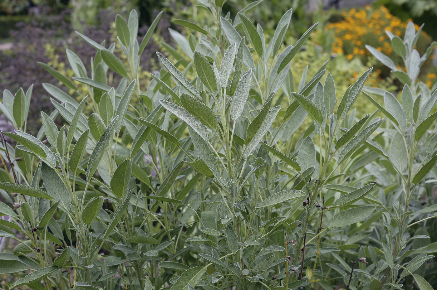 Image of Salvia officinalis specimen.