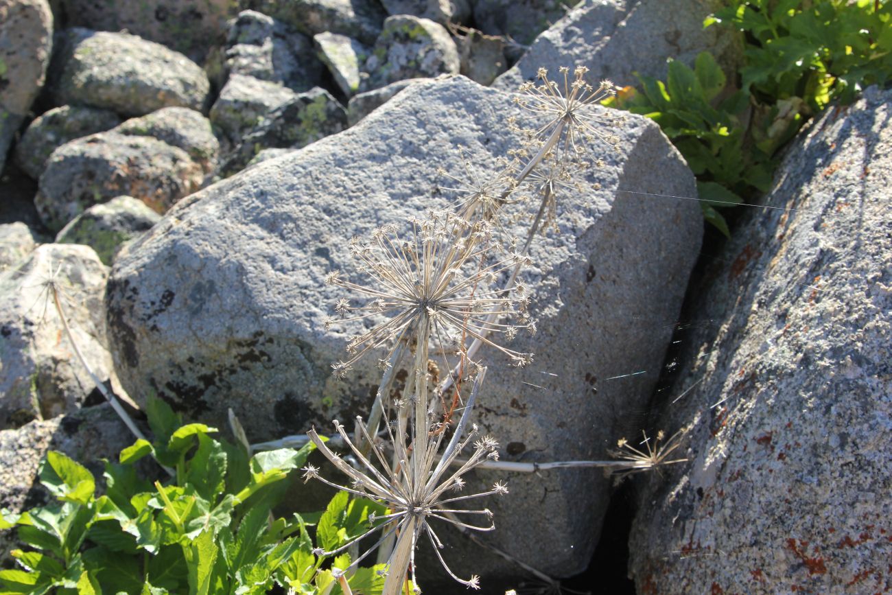 Image of Archangelica decurrens specimen.