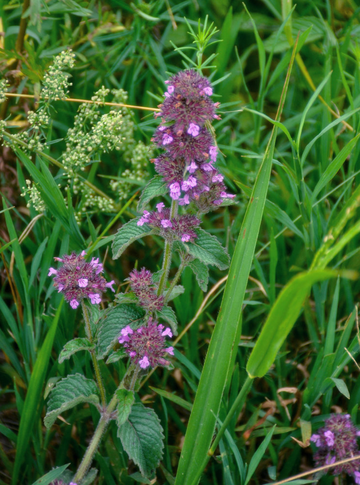 Image of Clinopodium chinense specimen.