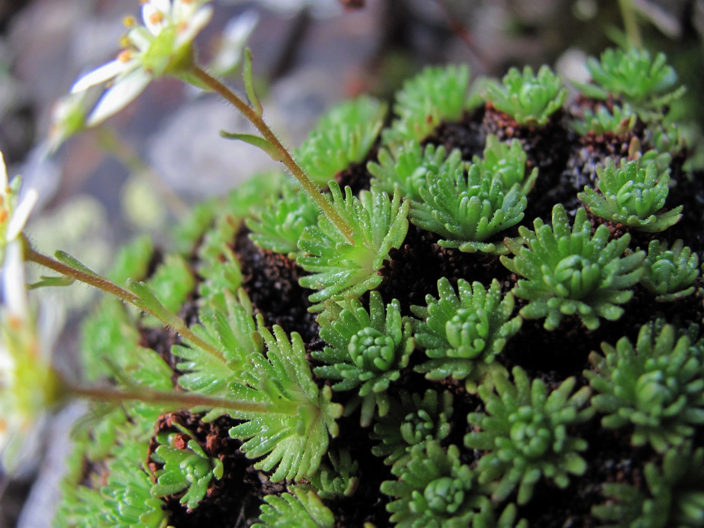 Image of Saxifraga moschata specimen.