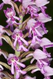 Orchis militaris. Часть соцветия. Волгоградская обл., Серафимовичский р-н, Трясиновское с/п, окр. хут. Себряков, природный парк \"Усть-Медведицкий\", пойма р. Медведица, по краю заболоченного понижения. 26 мая 2021 г.