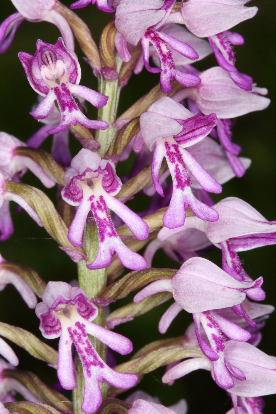 Image of Orchis militaris specimen.