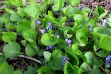 Viola odorata