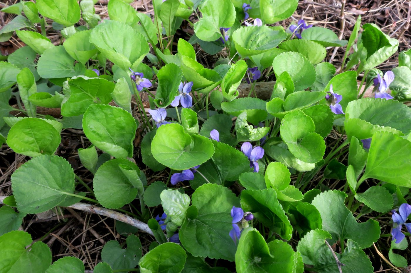 Image of Viola odorata specimen.