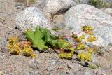 Alchemilla conglobata