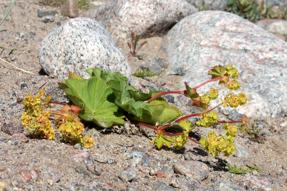 Image of Alchemilla conglobata specimen.