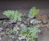 Pimpinella saxifraga