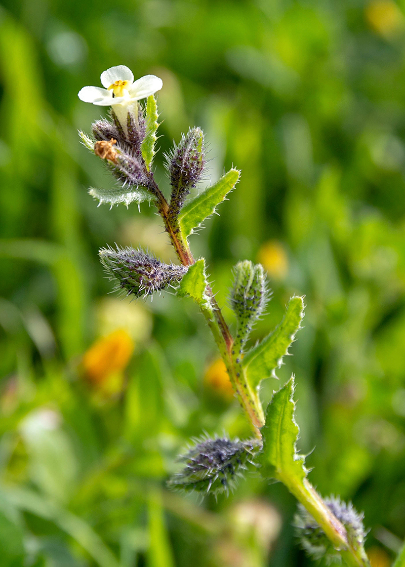 Image of Anchusa aegyptiaca specimen.