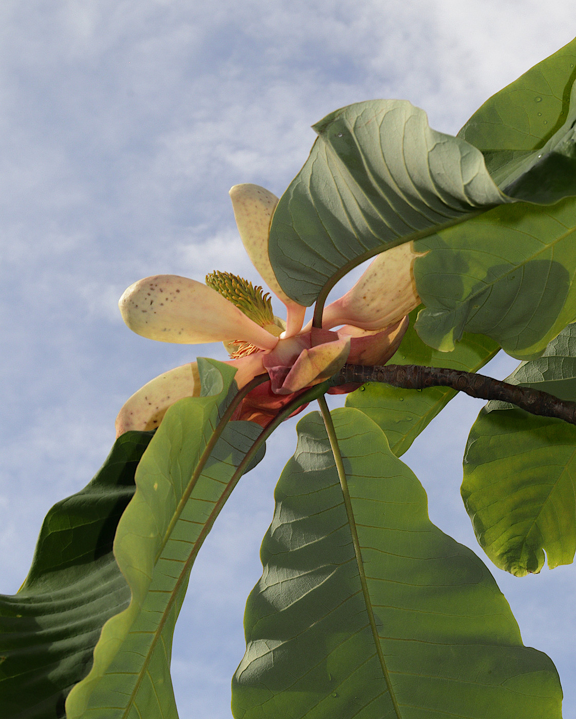 Image of Magnolia officinalis specimen.