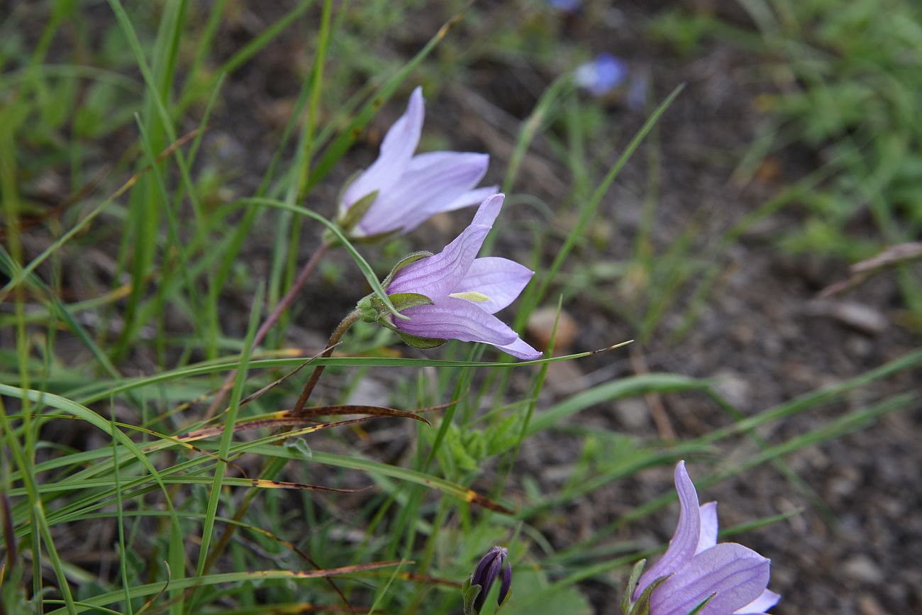 Изображение особи род Campanula.