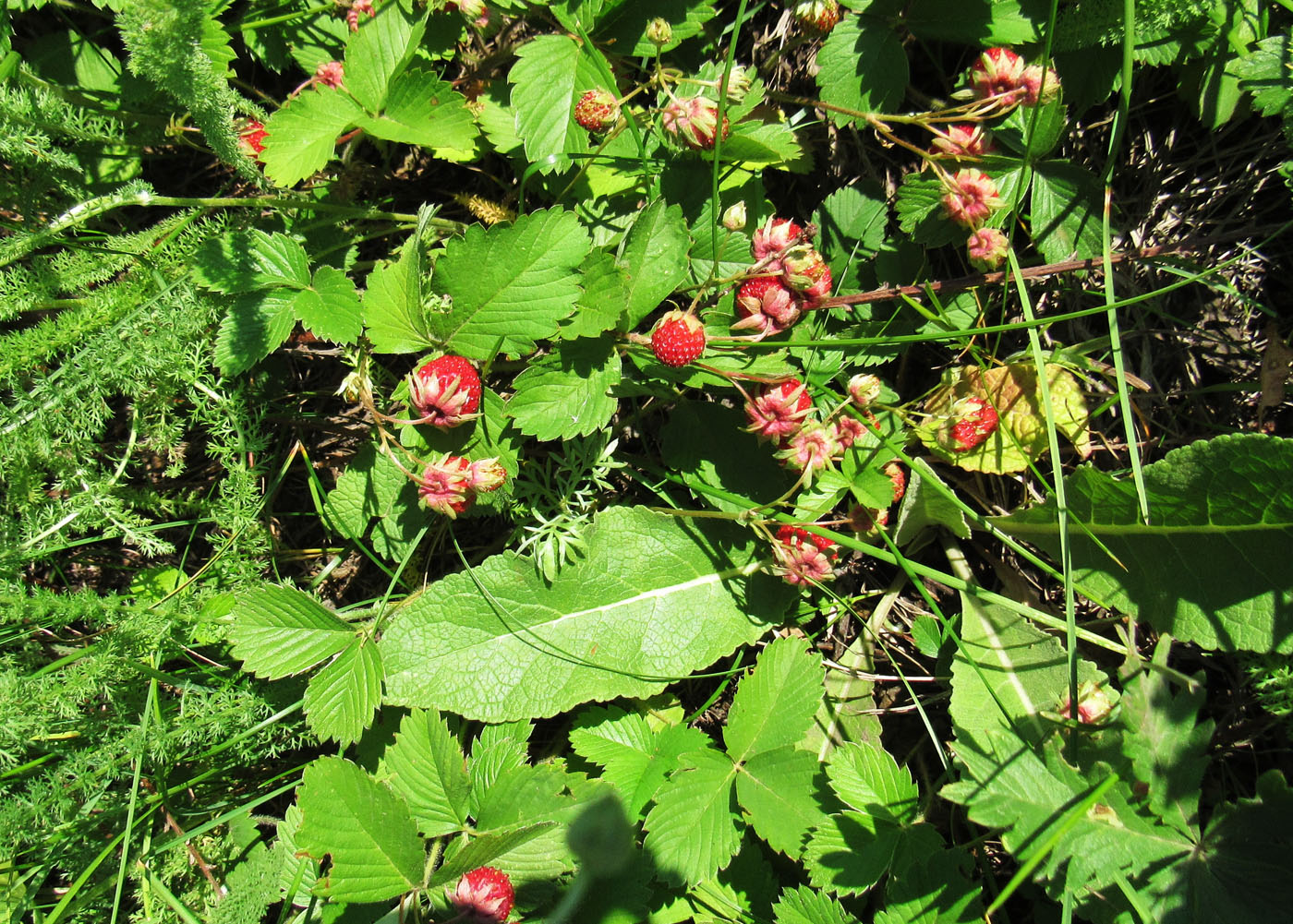 Изображение особи Fragaria viridis.